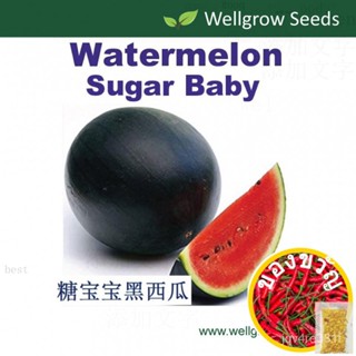 เมล็ดผลไม้: watermelon Sugar Baby (20sds) g/ เสื้อ/กางเกง/ขึ้นฉ่าย/แม่และเด็ก/มักกะโรนี/ UXVW