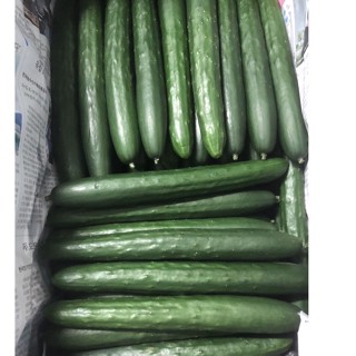 FillFresh • แตงกวาญี่ปุ่น｜Japanese Cucumber คัดสวย พร้อมส่ง สดใหม่