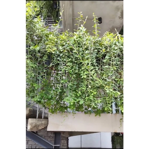 1ถุงได้2-3 ต้น ซื้อ10แถม1 ต้นลีกวนยู ตาลม่อน ไม้ประดับแต่งอาคาร ทนแดด ปลูกในร่มก็ได้น่ะ