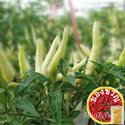 ต้นกล้าพริกมณีขาว   พร้อมปลูก  กล้าละ  10 บาท玫瑰/花园/香菜/上衣/玩具/男装/芹菜/苹果/种子/裙子//种子 OK59