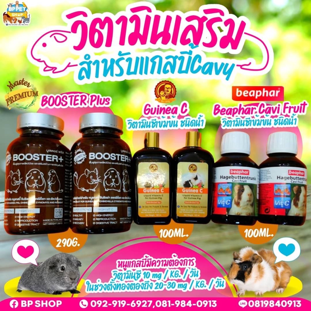 (Bp shop) วิตามินซีหนูแกสบี้ แถมฟรี ดรอปเปอร์ วิตามินซีแบบน้ำ วิตามินซีหนูแกสบี้ อาหารเสริมสำหรับสัตว์ฟันแ