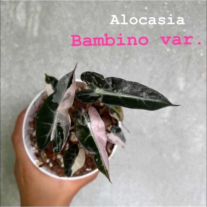 Alocasia Bambino var. อโลคาเซียแบมบิโน่ด่าง เลือกต้นได้
