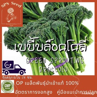 อินทรีย์ ใหม่ สายพันธุ์ เมล็ดพันธุ์คุณภาพสูงในสต็อกในประเทศไทย พร้อมส่ง ะให้ความสนใจของคุณเมล็ดอวบอ้วน เบบี้บล็อ/ดอก P6H