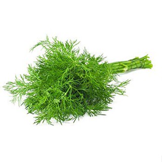 （คุณภาพสูง เมล็ด）ผักชีลาว (Dill) 2000 เมล็ด ราคา 50 บาทเป็นผักพื้นบ้านในตะกูลเดียวกันกับผักชี/ง่าย ปลูก สวนครัว /ดอก 5I7