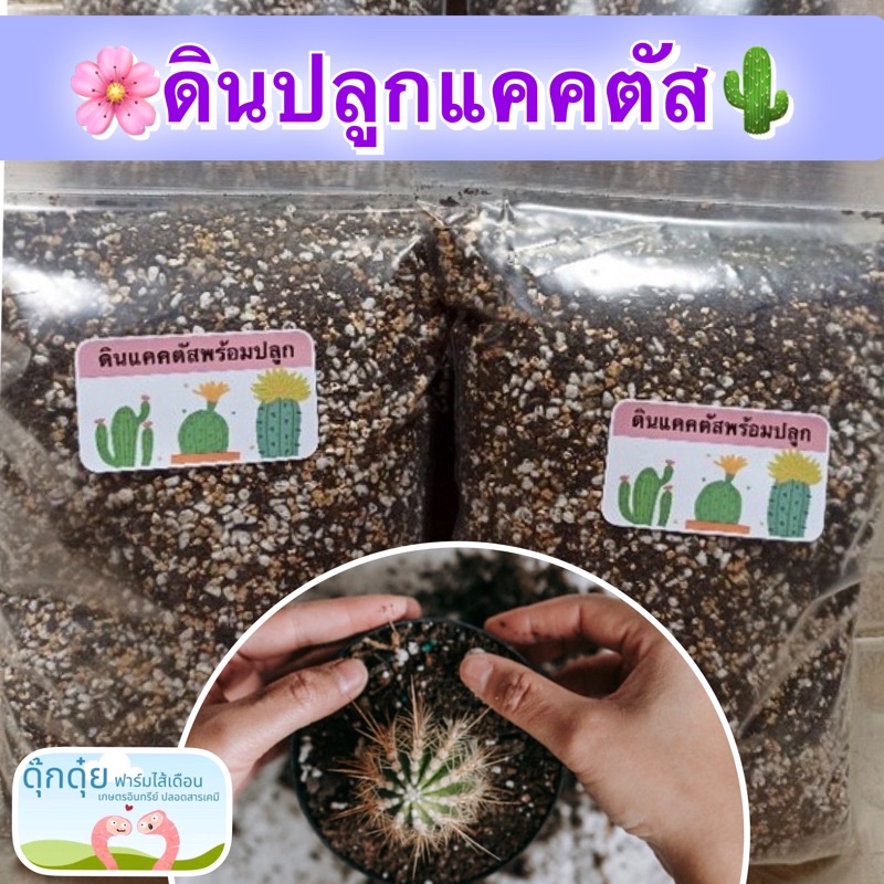 ดินปลูกแคคตัส กระบองเพชร ผสมมูลไส้เดือน ใบก้ามปุหมักร่อน เพิ่ม ไมคอร์ไรซ่า เพื่อต้นแข็งแรงสู้โรค