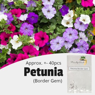 ผลิตภัณฑ์ใหม่ เมล็ดพันธุ์ จุดประเทศไทย ❤[Plantfilled] Petunia Border Gem Mixed Color Seeds - Flower - Approx. 4 /ดอก HN9