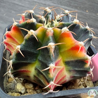 (LP40) ต้นยิมโนด่าง คัดพิเศษ ไม้เมล็ด - (gymnocalycium) - แคคตัส/ง่าย ปลูก สวนครัว เมล็ด/ผักสลัด UPLY