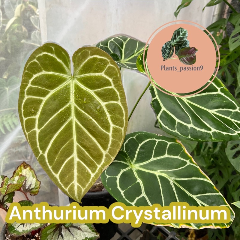 หน้าวัวหัวใจ ใบกำมะหยี่ Anthurium Crystallinum