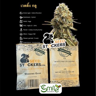 เมล็ดกัญชา Seed Stockers - Wedding Glue (Fem)