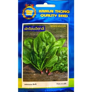 เมล็ดผักโขมอิตาลี Italian Spinach 50 เมล็ด