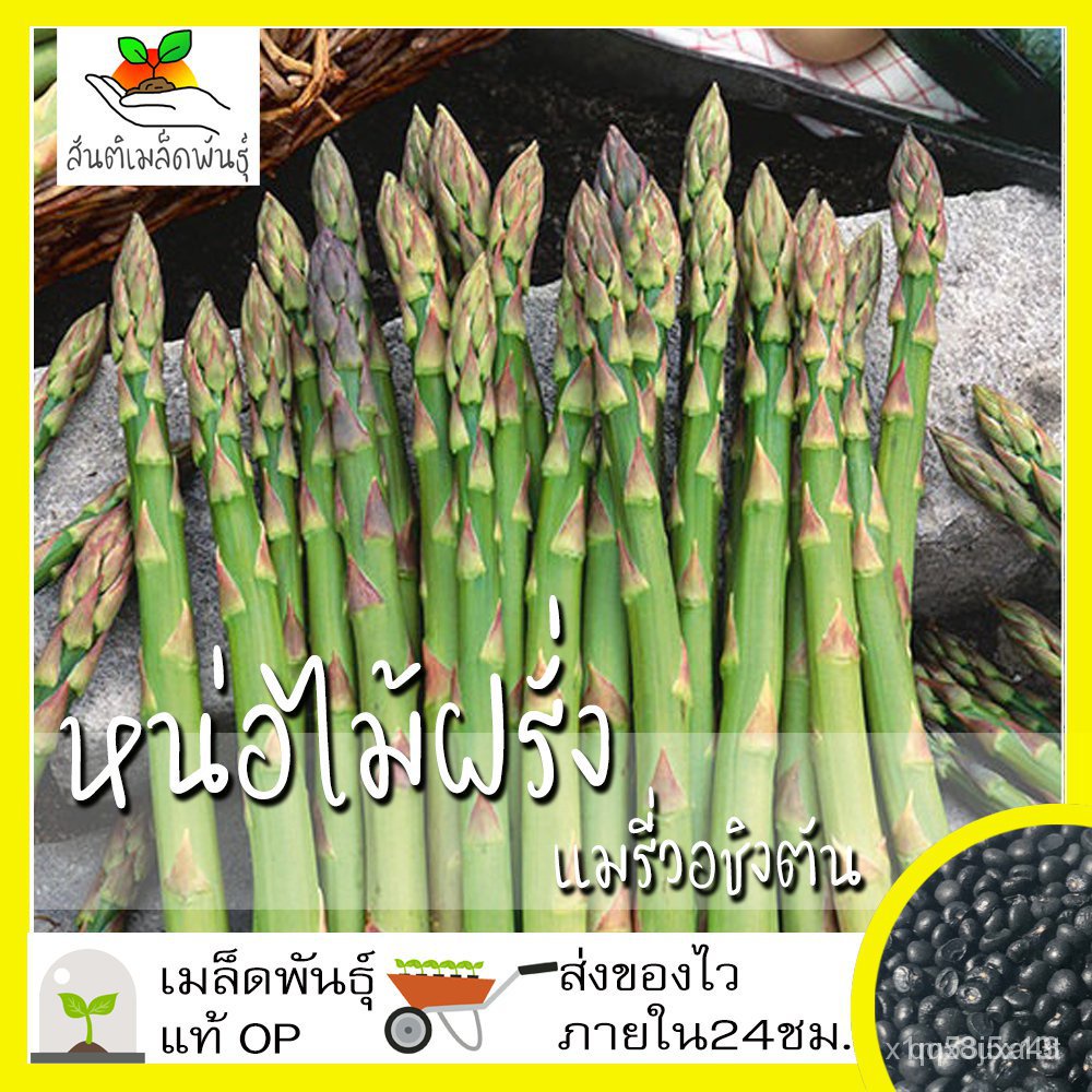 ผลิตภัณฑ์ใหม่ เมล็ดพันธุ์ เมล็ดพันธุ์คุณภาพสูงในสต็อกในประเทศไทย พร้อมส่งเมล็ดอวบอ้วน หน่อไม้ฝรั่ง เมรี่วอชิงตั /สวนครัว