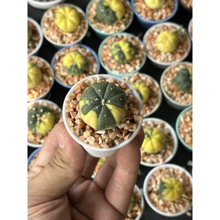 Astrophytum แอสโตรด่าง