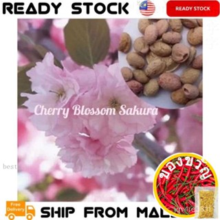 Cherry Blossom SAKURA 1 Pack seeds SAKURA Tree Healthyมะละกอ/หมวก/เสื้อ/ เต๊ง/เมล็ดพืช/แอปเปิ้ล/ดอกไม้/ พลู B9YY