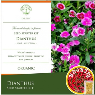 ดาวเรือง-โลก dianthus | MNYT