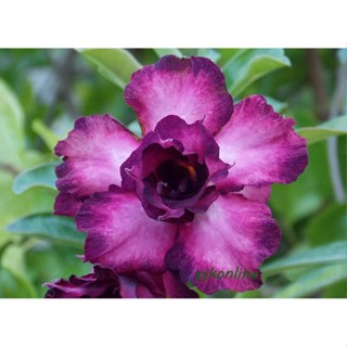 ม่วงจินดา ต้นชวนชม ดอกซ้อน cactus adenium desert rose