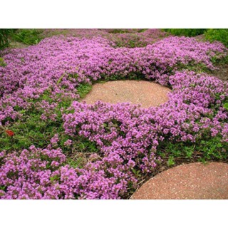 ผลิตภัณฑ์ใหม่ เมล็ดพันธุ์ 2022เมล็ดอวบอ้วน ไทม์เลื้อย สีม่วง(Creeping Thyme)บรรจุ 100 เมล็ดเมล็ดอวบอ้วน 100% รอ /ขายดี S