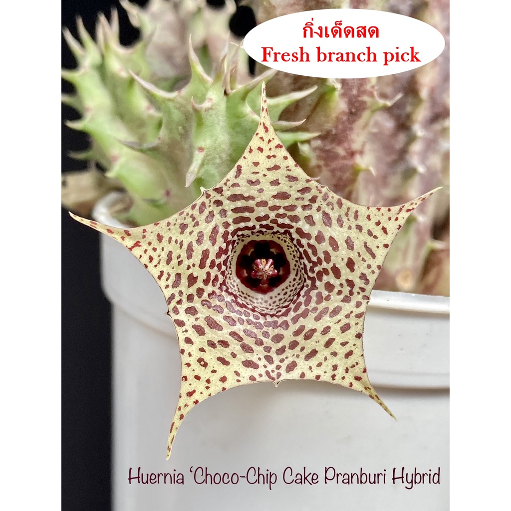 เก๋งจีน Huernia Choco-Chip Cake Pranburi Hybrid *กิ่งเด็ดสด* แคคตัส ไม้อวบน้ำ Cactus and Succulent