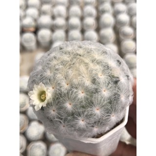 ขนนกร่ม ขนสวยมาก ไม้เมล็ด Mammillaria Plumosa