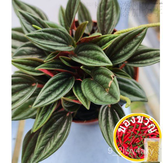 Peperomia Rosso-gnhorti แอปเปิ้ล/seeds/รองเท้า/ร้านตัดผม/สวน/บวงา/ผิน/สาก/ห่อน/วิบาก/ 1DV7