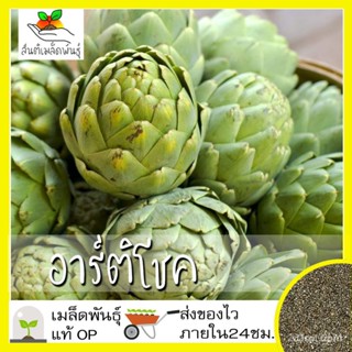 ผลิตภัณฑ์ใหม่ เมล็ดพันธุ์ จุดประเทศไทย ❤เมล็ดอวบอ้วน อาร์ติโชค 30 เมล็ด Green Globe Artichoke seed เมล็ดอวบอ้วนแ/ขายด GT