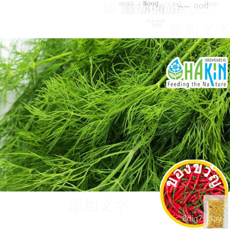 เมล็ดสมุนไพร dill herbs seeds seeds 0.6g | 2.4G | 7.8g revitalize เขอท //seeds/สร้อยข้อมือ/เสื้อ/ 7I