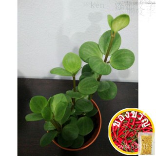 Peperomia ประมาท/ประมาท/หว้ม/ขวดนม/ผั่งน้ำ/พลู/สวน/สวน/ดอกทานตะวัน/ 2R81