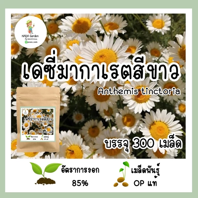 เมล็ดพันธุ์เดซี่มากาเรตสีขาว 𝑨𝒏𝒕𝒉𝒆𝒎𝒊𝒔 𝒕𝒊𝒏𝒄𝒕𝒐𝒓𝒊𝒂 บรรจุ 300เมล็ด อัตราการงอกสูง