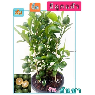 🍭ส้มจี๊ด หรือ ส้มมะปี๊ด ปักกิ่งชำ ติดลูกทุกต้น