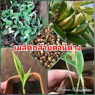 ผลิตภัณฑ์ใหม่ เมล็ดพันธุ์ เมล็ดกล้วยตานีด่างแท้ 1เมล็ด 9 บาท ของแท้100% เมล็ดพันธุ์กล้วย​ กล้วยด่าง​ เมล็ดกล้วยด่า/เ 5HX