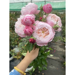 กุหลาบเลื้อยหอมแรงชื่อสายพันธุ์Plumerose(พลูม)กระถาง12นิ้ว