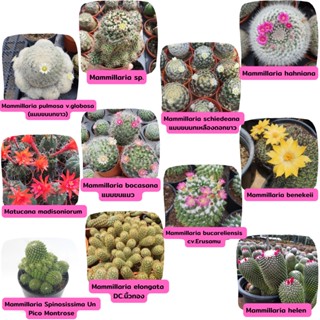 Mammillaria cactus แคคตัส กระบองเพชร