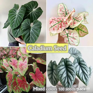 ผลิตภัณฑ์ใหม่ เมล็ดพันธุ์ จุดประเทศไทย ❤100pcs Mixed Seeds for Sale Rare Caladium Seeds Alocasia Seeds Assorted /ดอก S1F