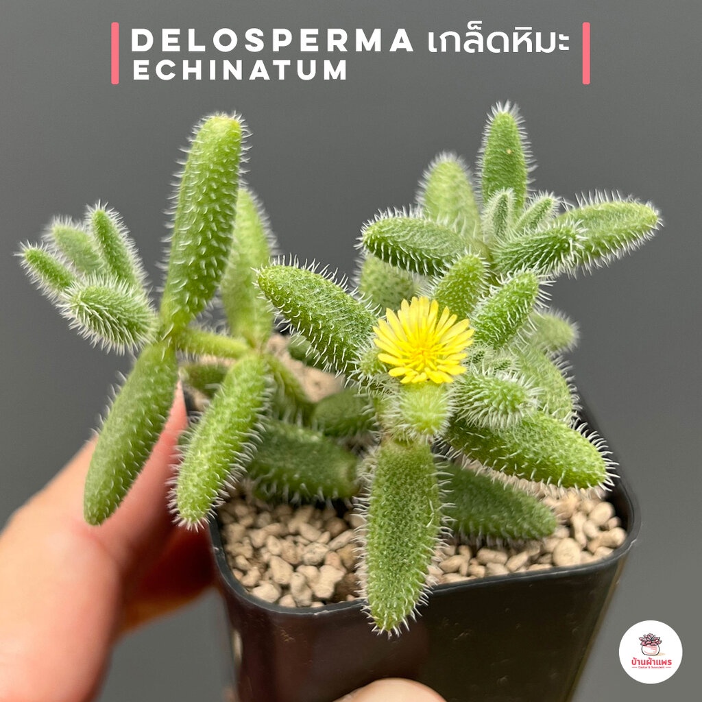 เกล็ดหิมะ Delosperma Echinatum ไม้อวบน้ำ กุหลาบหิน cactus&succulentหลากหลายสายพันธุ์
