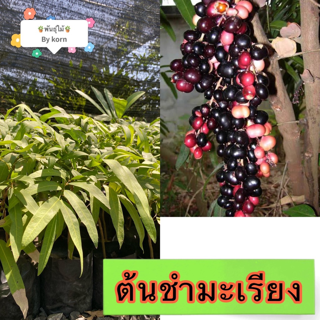ต้นชำมะเลียง​ พร้อมส่ง สำคัญกรุณาสั่งซื้อในเวลา12:00น.-00:00น.
