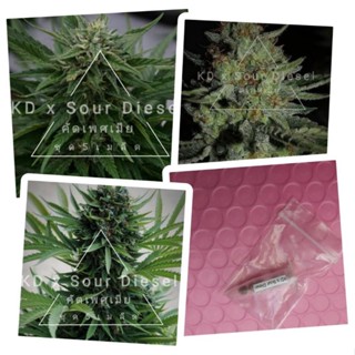 เมล็ดพันธุ์Kd x Sour Diesel/STS เพศเมีย ชุด5เมล็เ