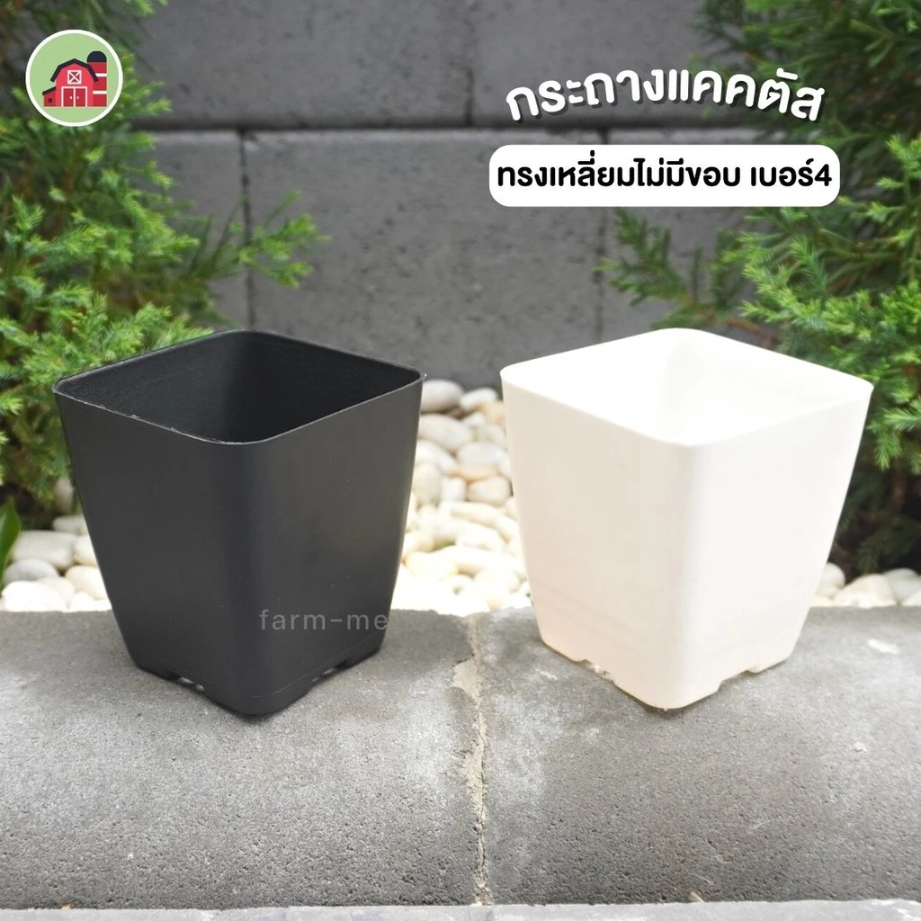 กระถางแคตตัส ทรงเหลี่ยมไม่มีขอบ เบอร์4 แพ็ค50ใบ