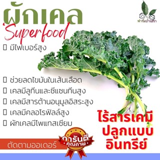 ผักเคลใบหยิก เคล Kale ออแกร์นิก ราชินีผักใบเขียว พร้อมส่ง Kale คะน้าใบหยิก ทำน้ำผักผลไม้ ทานกับสลัด ตัดสดตามออเดอร์