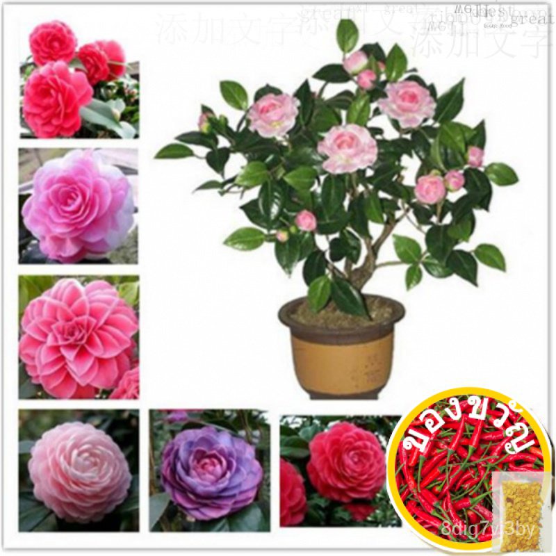 5เมล็ด/แพ็คจริง Camellia เมล็ด,ผสมสีดอกไม้เมล็ด,Diy กระถางต้นไม้,ในร่ม/กลางแจ้งบอนไซหม้อแผน UTO9