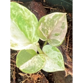 โชคเก้าชั้นด่างสี/ด่างชมพู/ด่างขาวกระถาง3”/Anthurium Hybrid