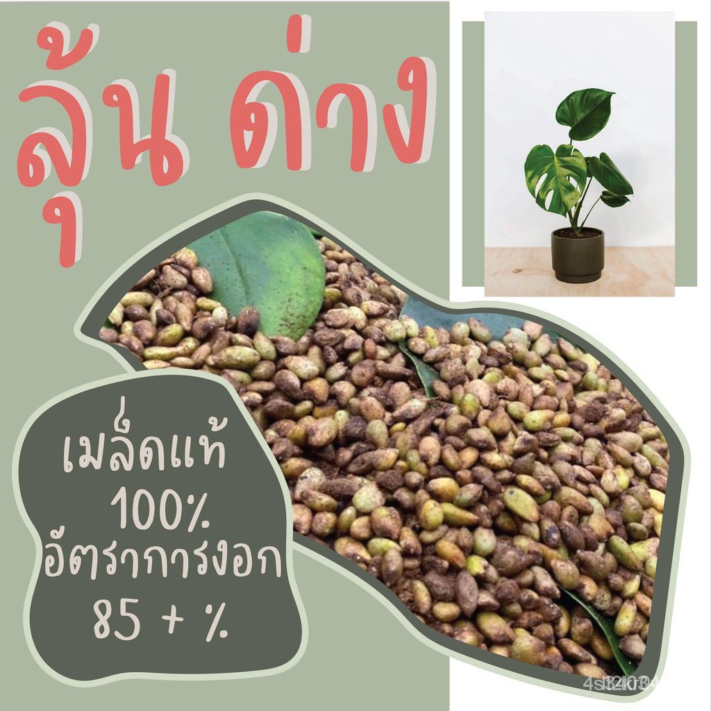 ผลิตภัณฑ์ใหม่ เมล็ดพันธุ์ เมล็ดพันธุ์คุณภาพสูงในสต็อกในประเทศไทย พร้อมส่ง20เมล็ด เมล็ด มอนสเตอร่า พร้อมปลูก เมล็/สวนครัว
