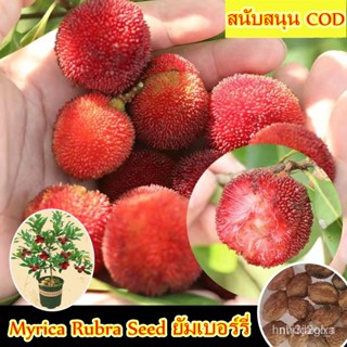 ผลิตภัณฑ์ใหม่ เมล็ดพันธุ์ 2022【อัตรางอกสูง】ปลูกง่าย ยัมเบอร์รี่ Myrica Rubra Seed 20 ชิ้น/ถุง ต้นไม้ผลกินได้ Bo /ขายด AZ