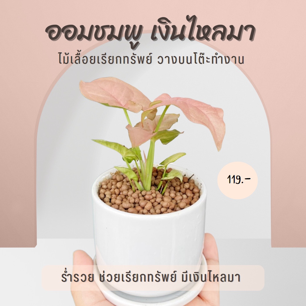ออมชมพู พร้อมกระถางเซรามิค และจานรอง Pink Syngonium (ต้นสูง 10-12 cm.)