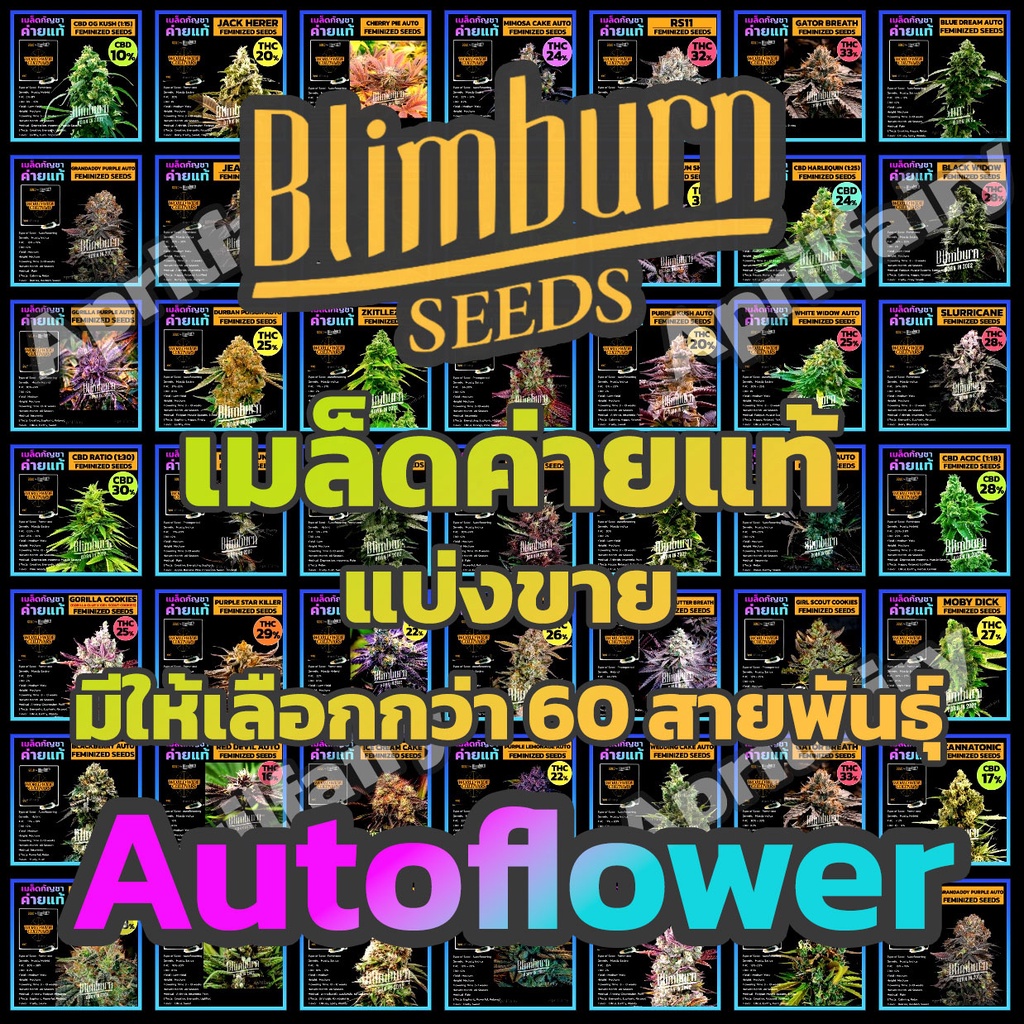 เมล็ดพันธุ์กัญชา ออโต้ AUTO เพศเมีย THC สูง เมล็ดกัญชานอก เมล็ดค่าย Blimburnseeds รับประกัน ตรงปก100