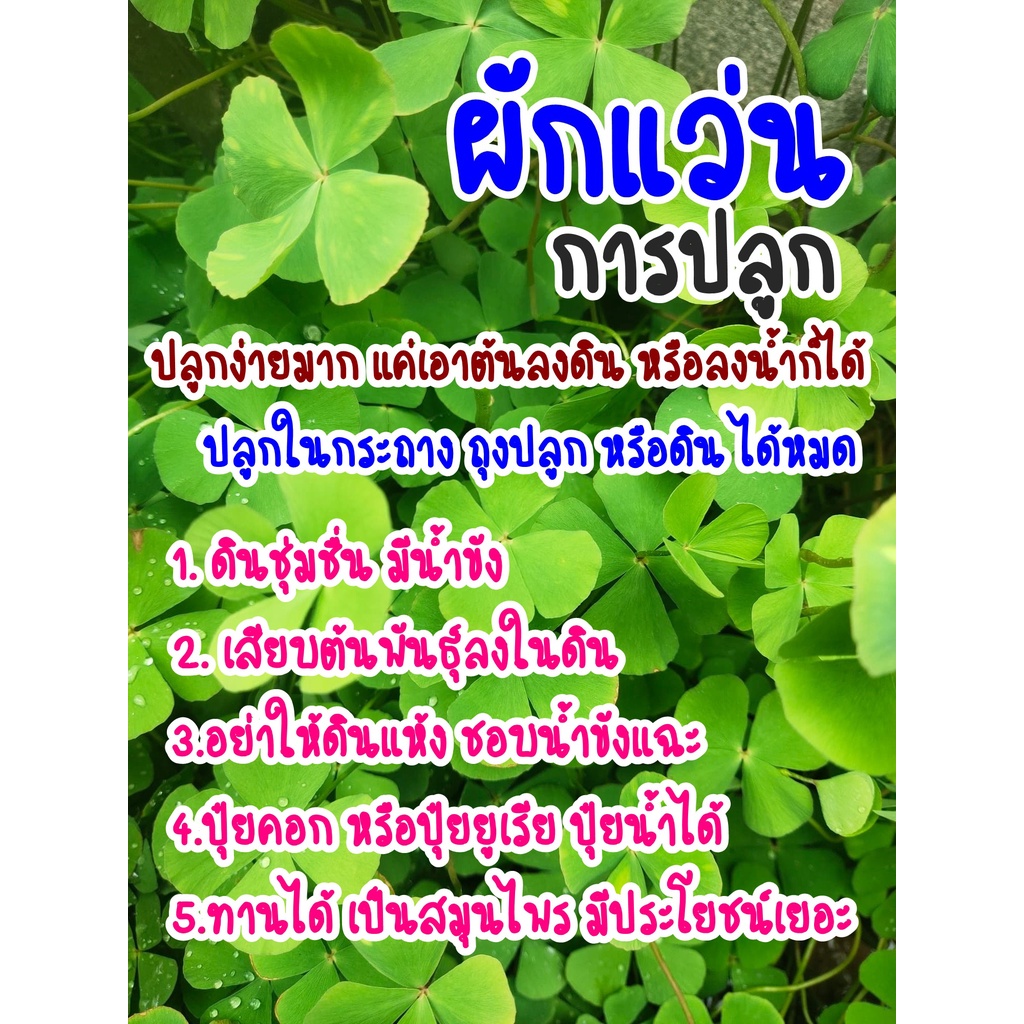 ผักแว่น ต้นพันธุ์สำหรับปลูก ลำต้นใหญ่ มีราก แก่ได้อายุ ปลูกติดไว ชุดละ30ต้น และผักย่องแปะ/ผักตับเต่า/ผักจองแปชุดละ10ต้น ราคา ถูกที่สุด ดีลบีเคเค แกลเลอรีภาพที่ 7