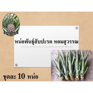 หน่อพันธุ์สับปะรดหอมสุวรรณ 10 หน่อ