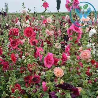 เมล็ดพันธุ์ฮอลลี่ฮ็อค คละสี 420 เมล็ด ฮอลลี่ฮ็อค ดอกซ้อน / ฮอลลี่ฮ็อค แคระ HollyHock Mix