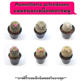 MT023 Mammillaria schiedeana แมมขนนกเหลืองดอกชมพู cactus แคคตัส กระบองเพชร  กุหลาบหิน  succulent