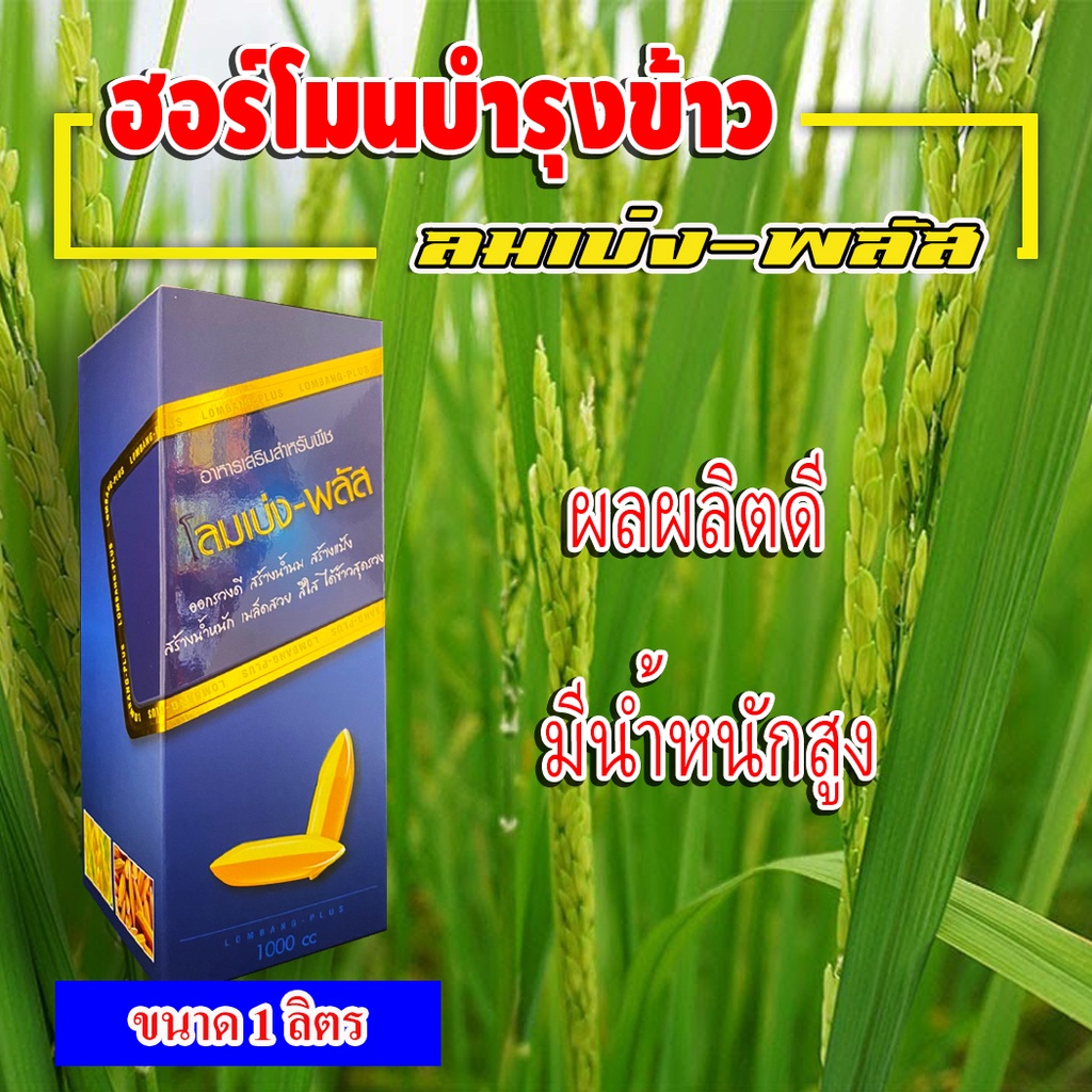 ลมเบ่งพลัส ฮอร์โมนบำรุงข้าว ( 1 ลิตร ) สูตรบำรุงข้าวท้อง ข้าวออกโดยเฉพาะ เร่งแป้ง เร่งน้ำนม เมล็ดสวย เมล็ดใส น้ำหนักดี