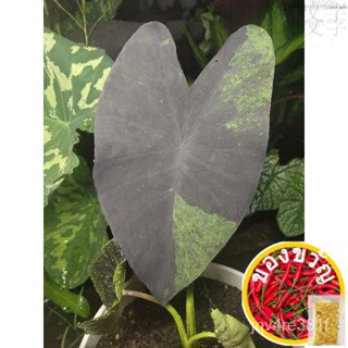 Black Marble Colocasia สวูล/รองเท้า/ชุดนักเรียน/พุก/ดอกไม้/ไม้จันทน์/เสื้อสเวตเตอร์/ผ้าโพกหัว/กางเกงใน/ IYLV