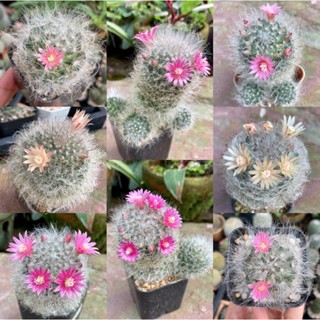 แคคตัส แมมขนแมว (Mammillaria Bocasana)